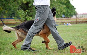 Dog Training - dog obedience course