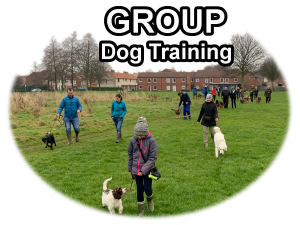 Group Dog Training